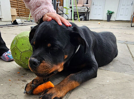 Stunning Rottweiler Puppy 5 months old Full trained