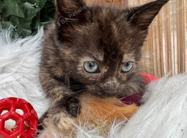 FLUFFY TORTIE FEMALE KITTENS 2 LEFT