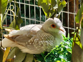 Diamond Doves for sale. Various colours / ages