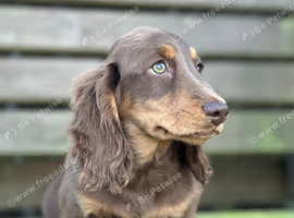 Chocolate and Tan male