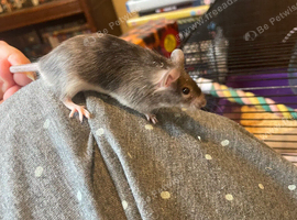 Angora Baby Mice READY NOW