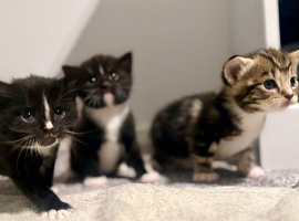 Exceptional Turkish Angora x Kittens in Belper