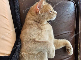 Abyssinian male