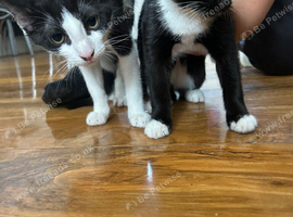 Beutiful friendly 2 female kitten