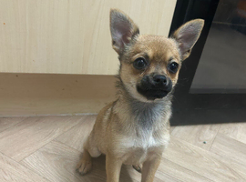 Female pomchi