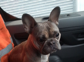 Beautiful French bulldog