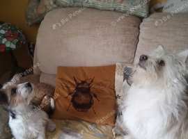 Yorkshire terrier x Jack russell pups