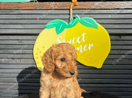 BEAUTIFUL COCKAPOO PUPPIES ready now