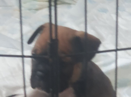 Puppies looking for special homes