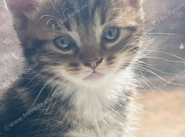 Kitten