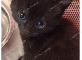 2 beautiful female kitten looking for loving home