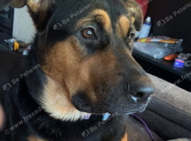 German shepherd x rottie