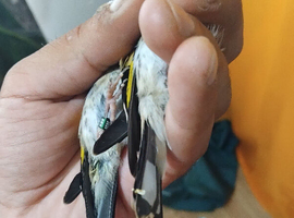 2026 grey goldfinches
