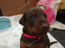 Dobermann puppies