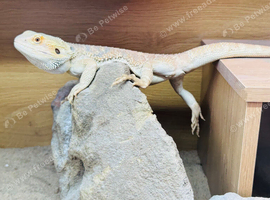 Male bearded dragon