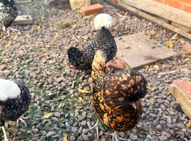 5 polish lace hens looking for new home