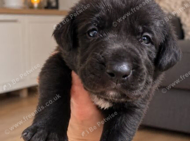 Beautiful borador puppies