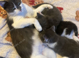 Kittens x5