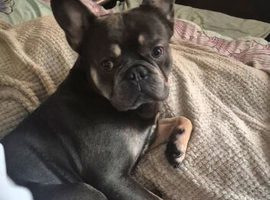 Max age 2 years frenchie