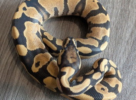 Yellow belly desert ghost het pied
