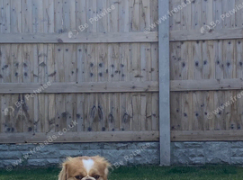 Japanese Chin Cross with a Shituz Male 13 Months Old