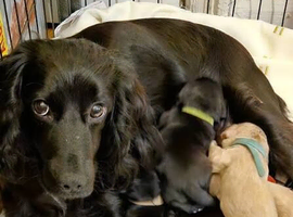 Cocker pups