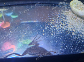Dobby and Sock ADF and snail