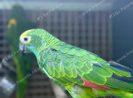 Blue fronted amazon