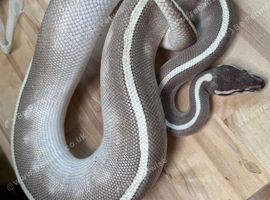 Mixed snakes