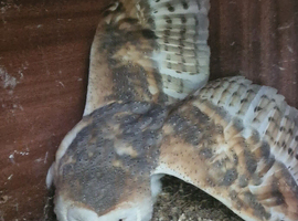 Barn owls breeding pair
