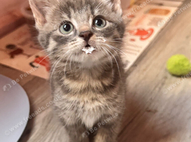 Beautiful little kittens looking for forever homes