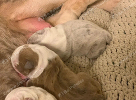 Beautiful English Bulldog Puppies Seeking Loving Homes