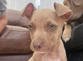 Staffordshire bull terrier cross