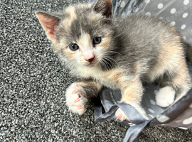 Beautiful girl kitten left