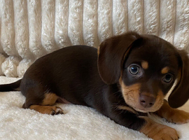 Gorgeous Chocolate Chiweenie Puppies - Ready Now