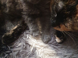 Adorable kittens