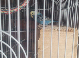 Free to good home