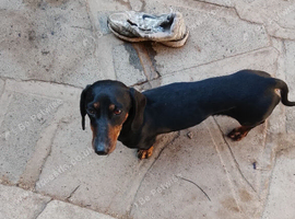 Dutch hound
