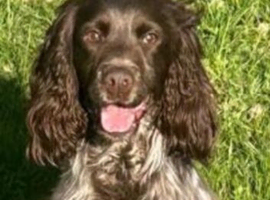 Cocker spaniel