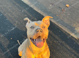 Staffy x sharpei 2 years old