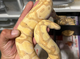 Reduced royal pythons different morphs