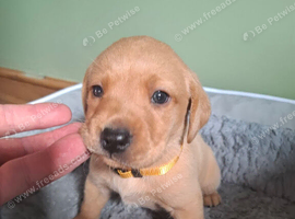 Labrador puppies