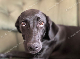 Hungarian Vizsla X Border Collie