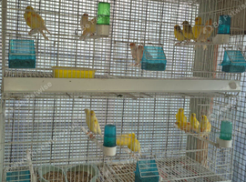 Mixed canaries, cocks, hens & babies x 34