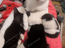 Two make one female