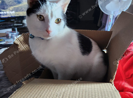 Male cat for sale