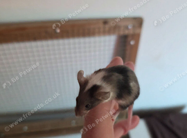 Female mice for sale
