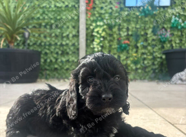 F1 Cockapoo puppies