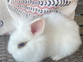 Lionhead