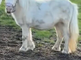 SPSBS filly